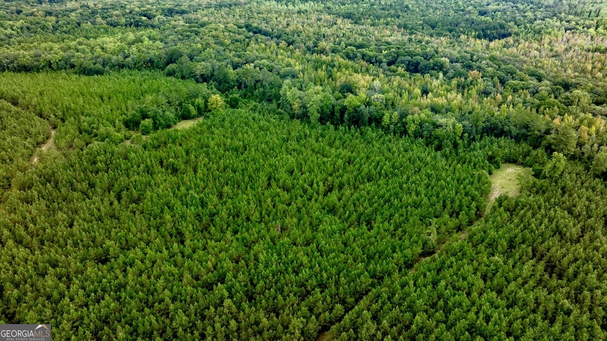 0 Pine Creek Road Ellaville, GA 31806 - Photo 10 of 23 a view of a lush green forest