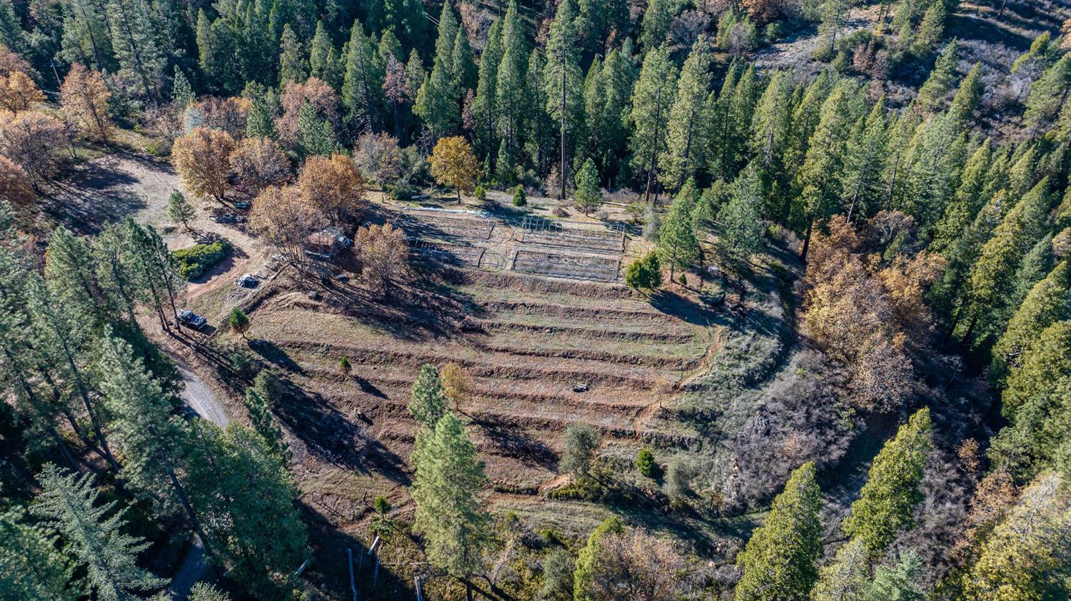 3035 Wharregard Road Rail Road Flat, CA 95245 - Photo 1 of 1 a view of a yard with plants and large trees