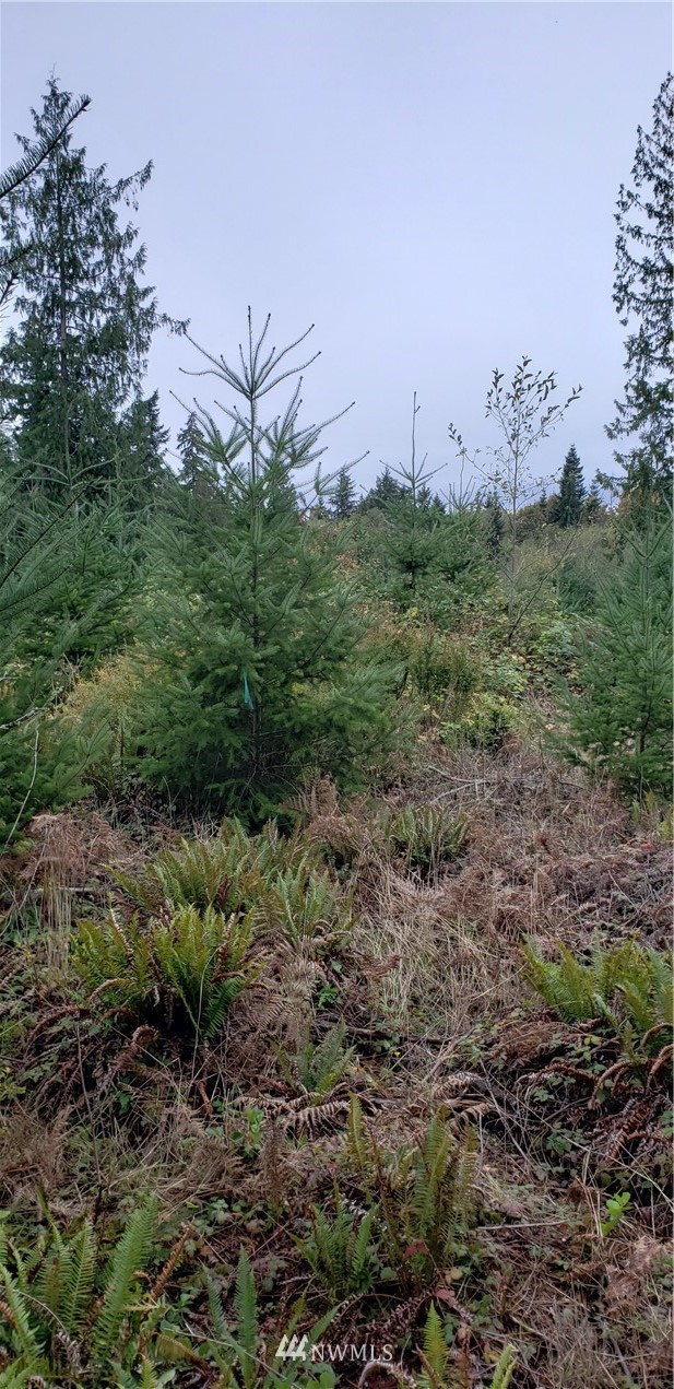 293-xx Parcells Road Northeast Kingston, WA 98346 - Photo 18 of 33