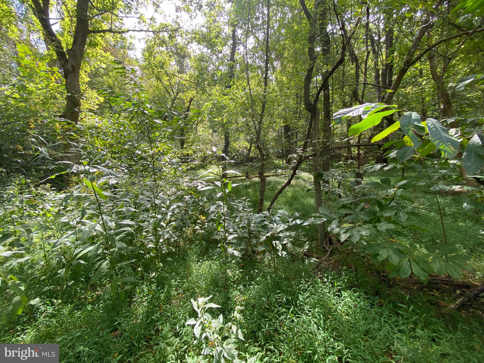 0 Cardinal Lane Boyce, VA 22620 - Photo 3 of 40 Lot