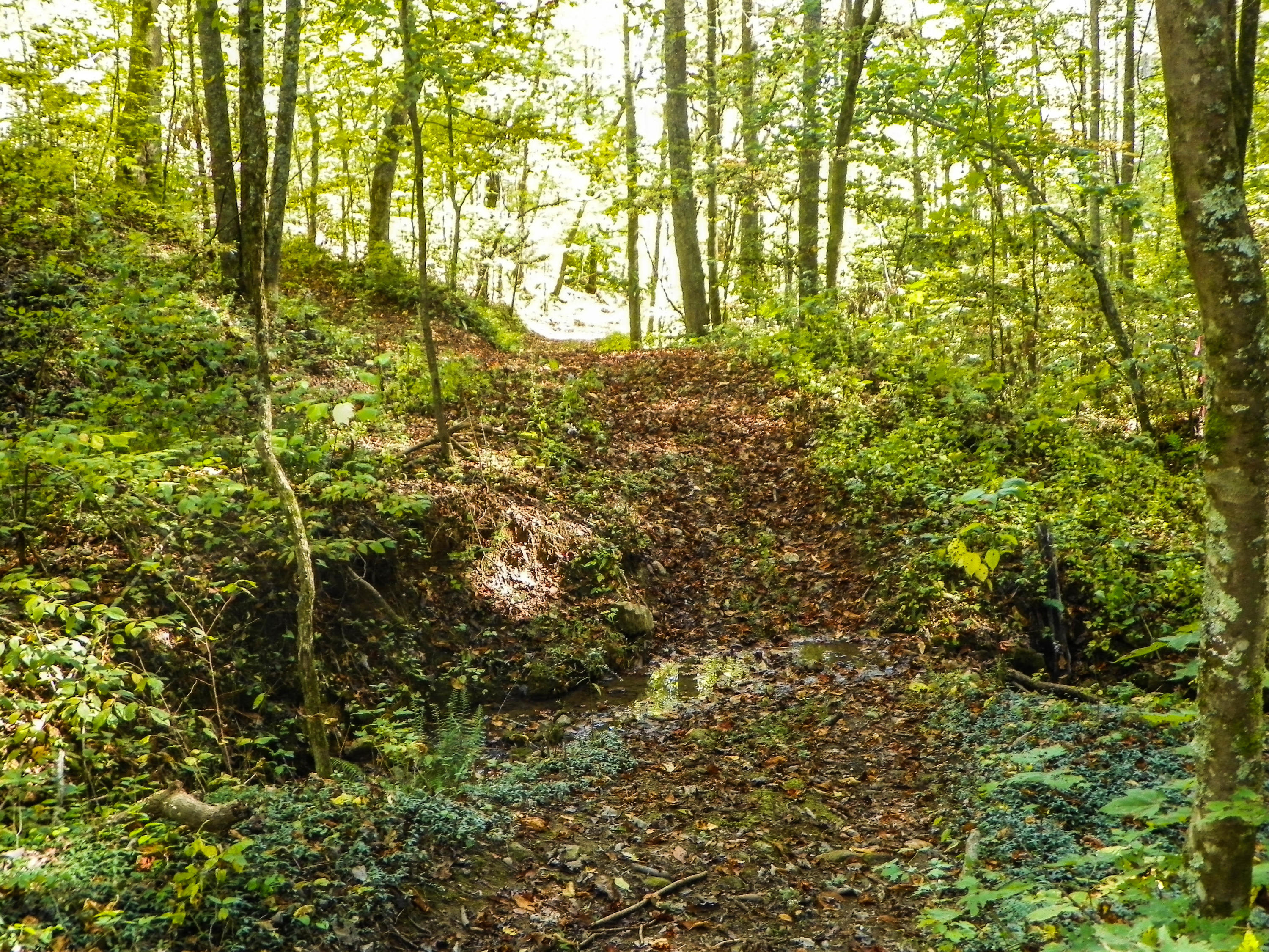 Obes Branch Road (17)