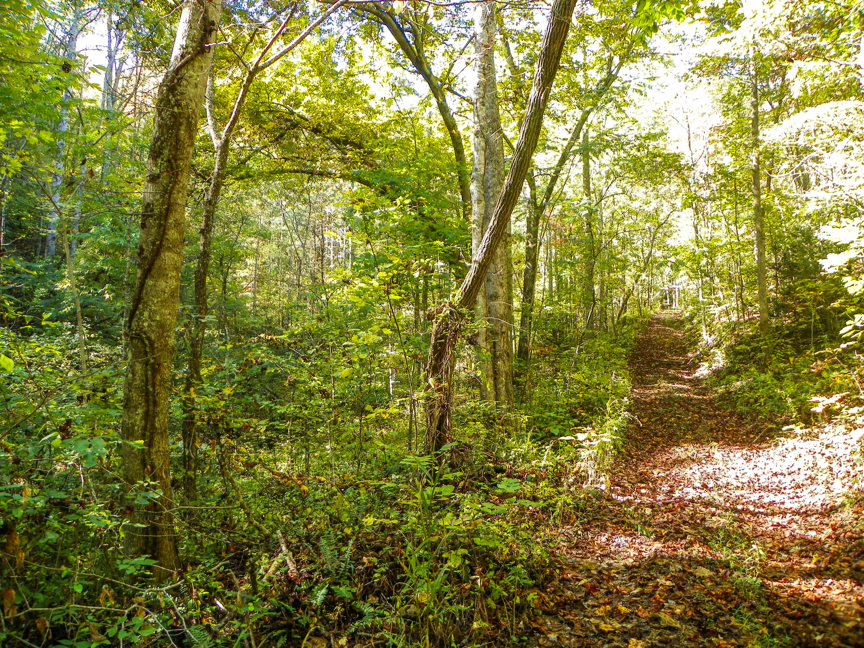 3-4 Obes Branch Road Sevierville, TN 37876 - Photo 11 of 33 Obes Branch Road (12)