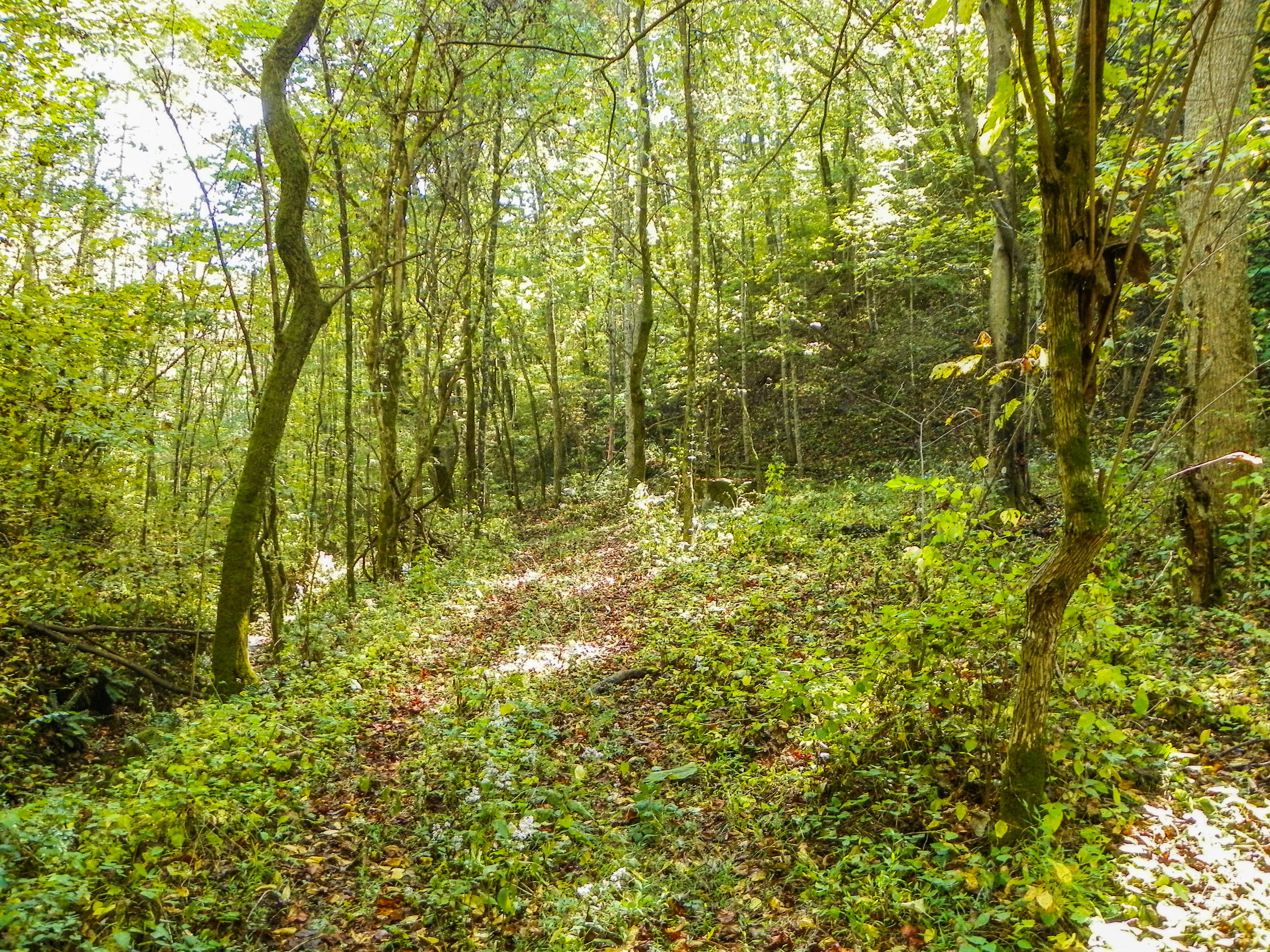 3-4 Obes Branch Road Sevierville, TN 37876 - Photo 23 of 33 Obes Branch Road (21)