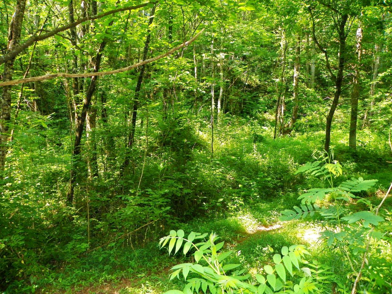 3-4 Obes Branch Road Sevierville, TN 37876 - Photo 31 of 33 100_1404