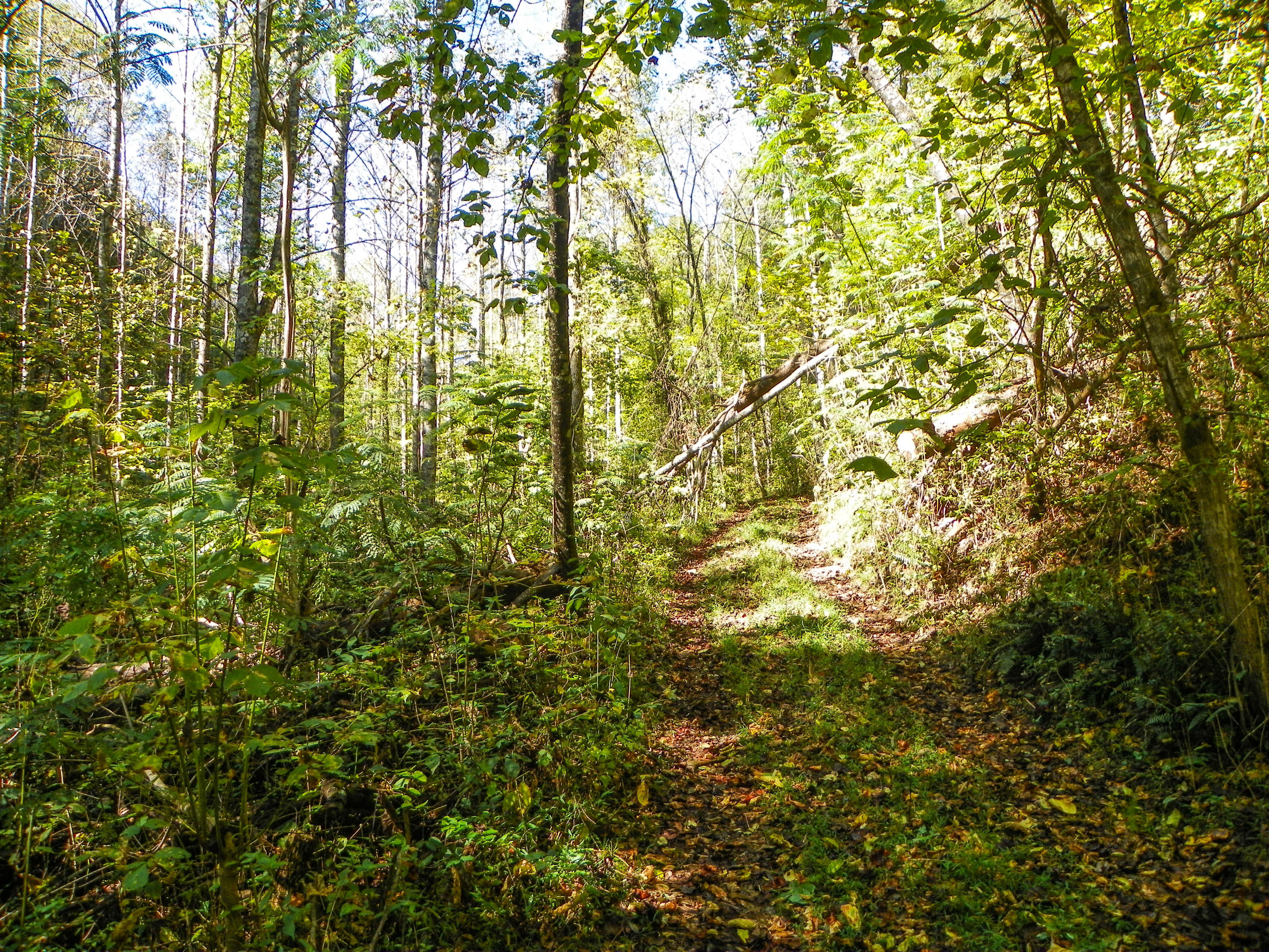 3-4 Obes Branch Road Sevierville, TN 37876 - Photo 10 of 33 Obes Branch Road (9)