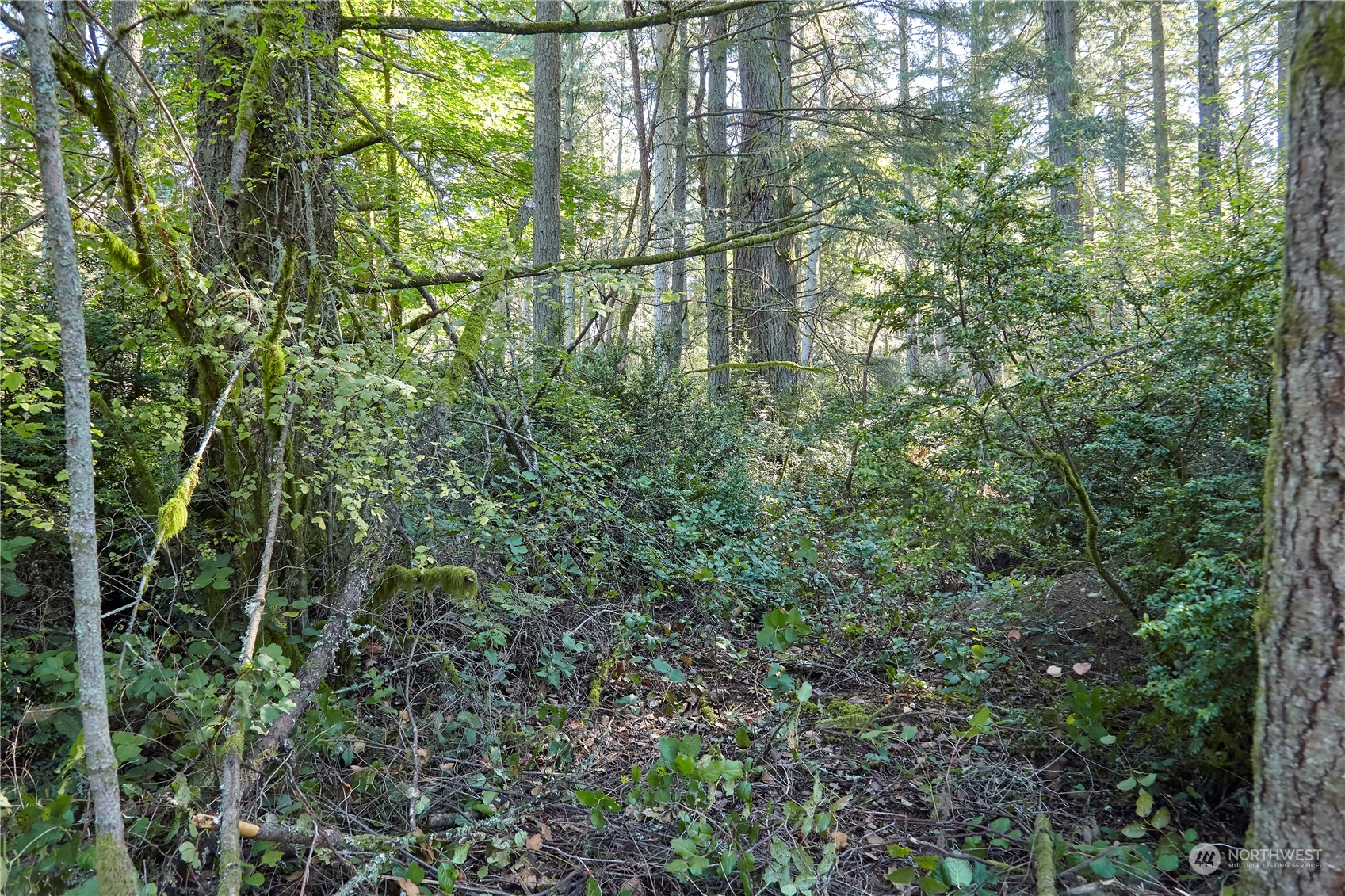 10217 Eckenstam Johnson Road Anderson Island, WA 98303 - Photo 2 of 11