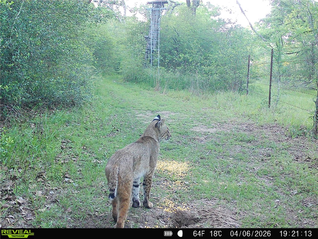 18964 Old Bundick Road Bryan, TX 77808 - Photo 31 of 32 Wildlife
