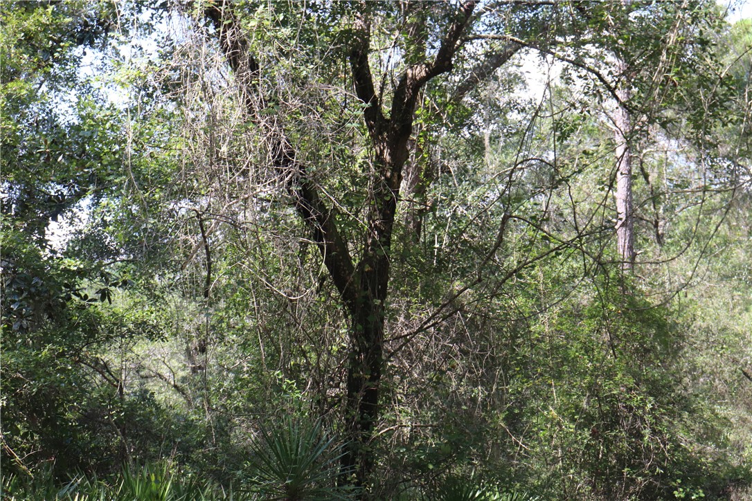 Mentoria Road Yulee, FL 32097 - Photo 3 of 4 Gallery Image 3