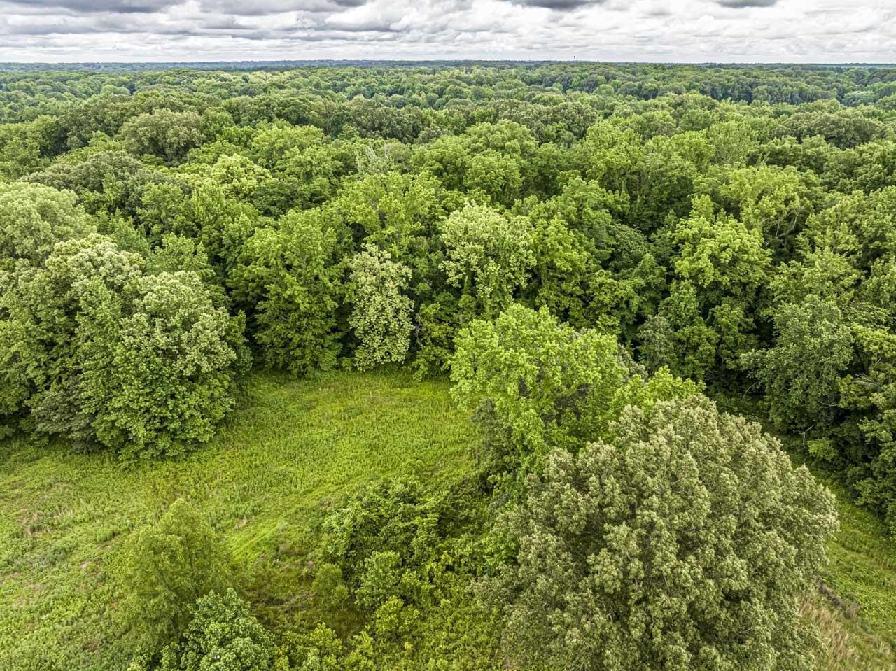516 Egypt Road Munford, TN 38058 - Photo 37 of 40 a view of a yard with plants