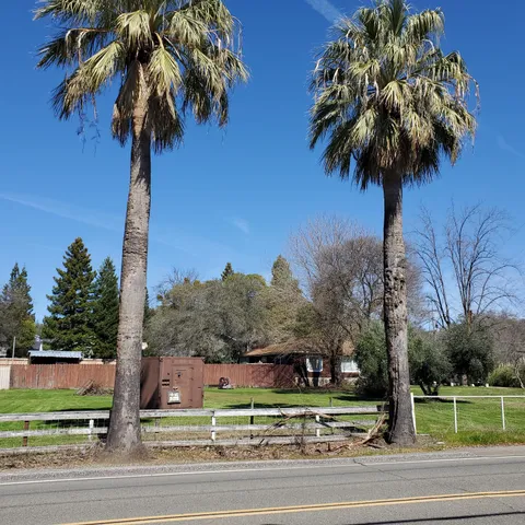 a palm tree sitting in front of a building with yard