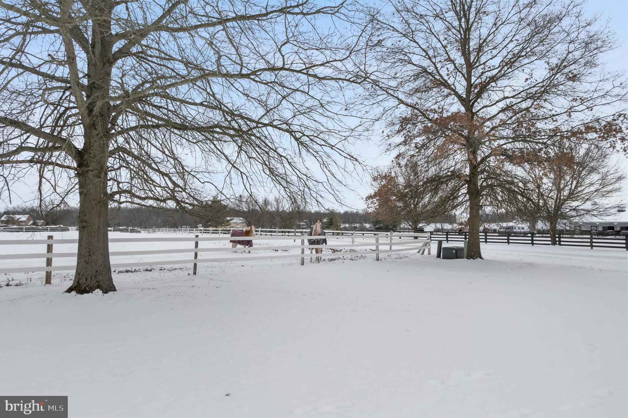 118 Middle Creek Road Gilbertsville, PA 19525 - Photo 6 of 108 Neighbor's Horses