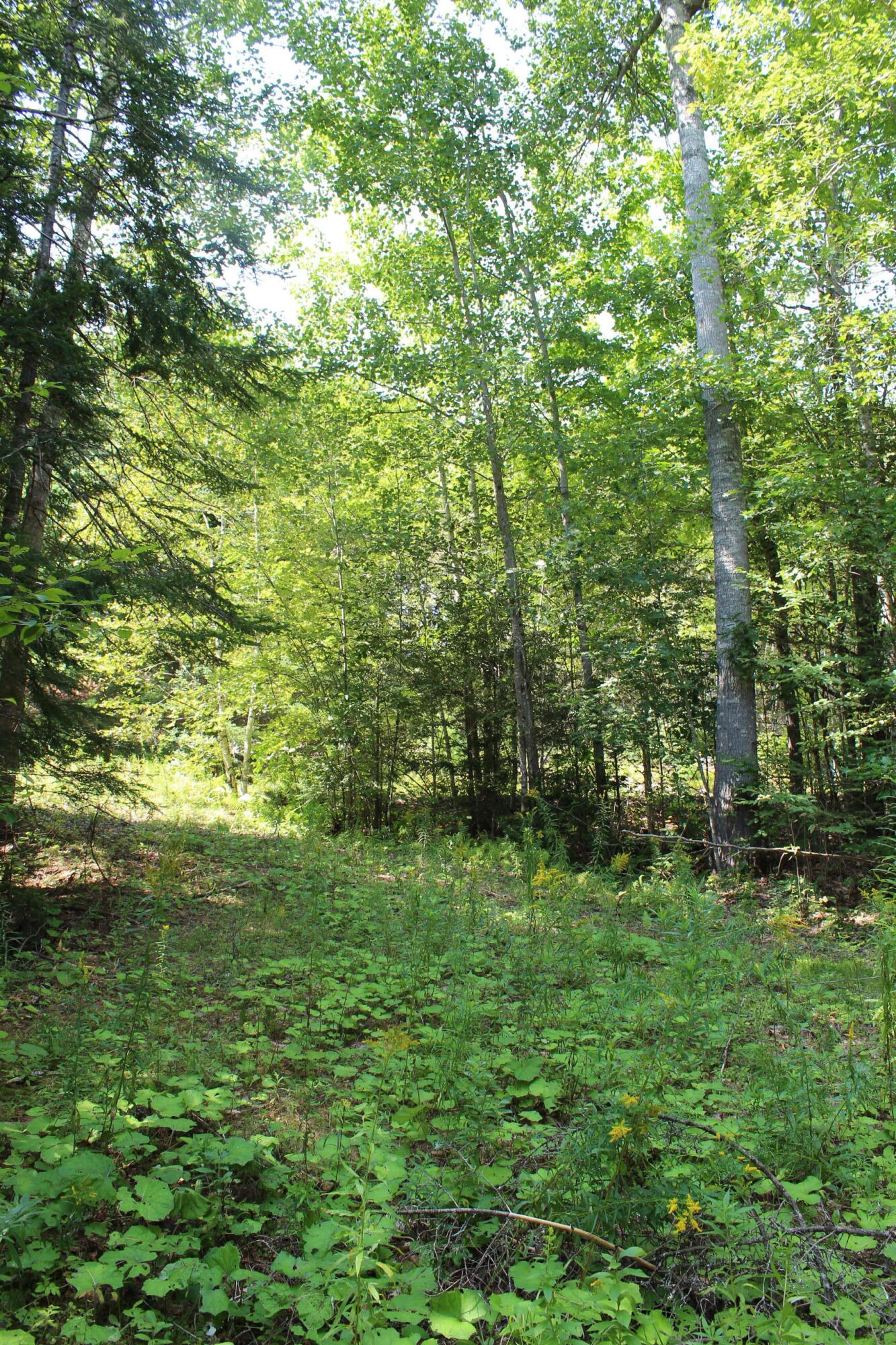 M62-2 Lt 3 M62-2 Road Belfast, ME 04915 - Photo 14 of 15 IMG_1281
