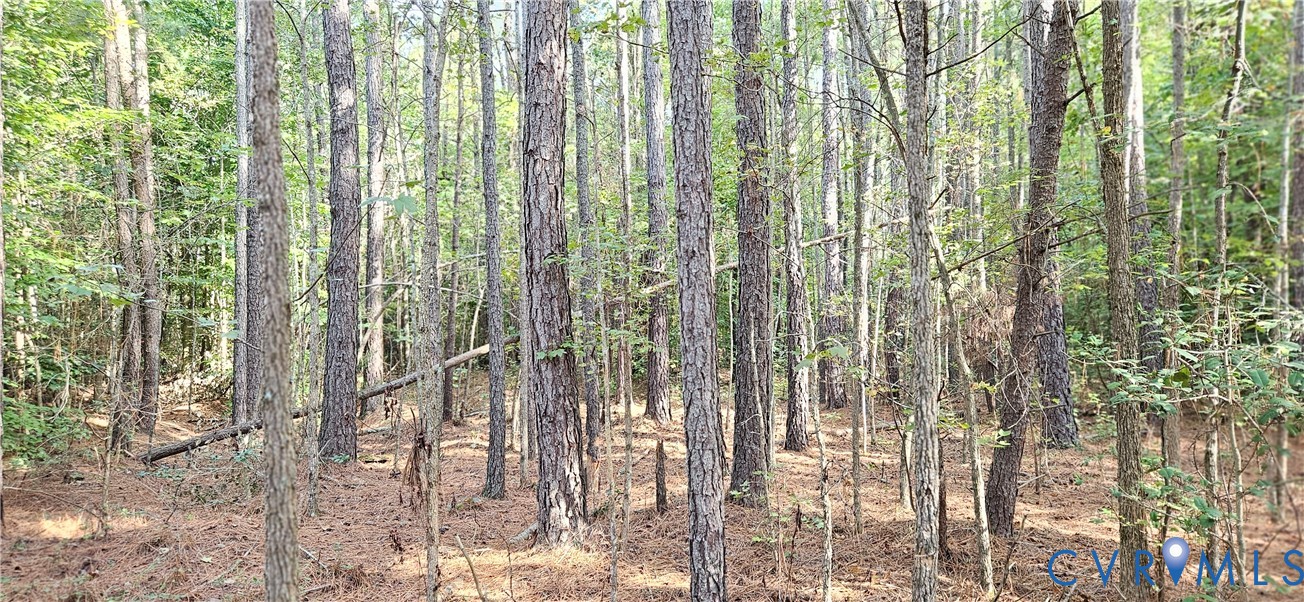 0 Mahixon Road Manquin, VA 23106 - Photo 4 of 4 Wooded parcel featuring numerous mature trees and