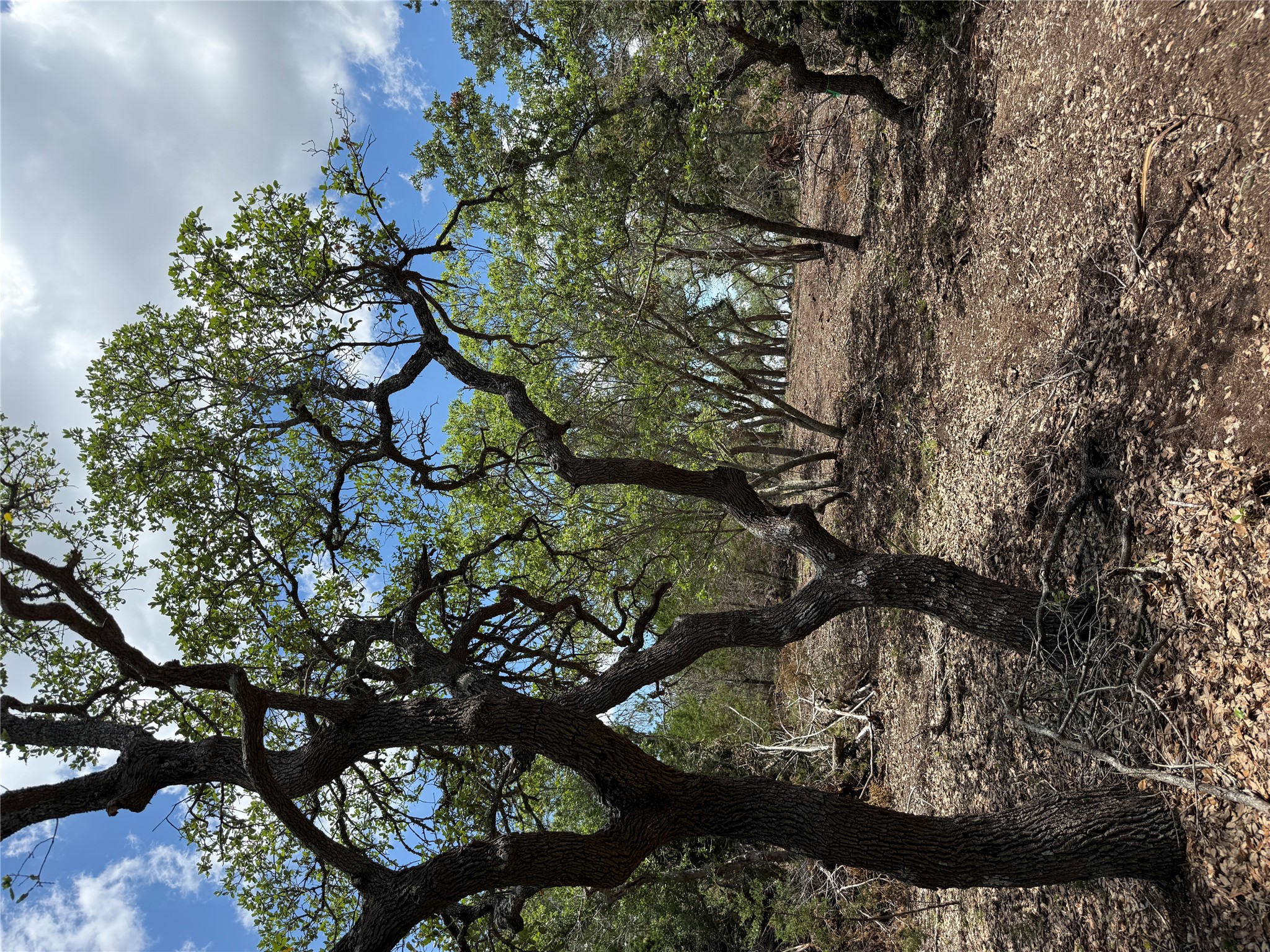 -altwein Rd 17.91 Acres Altwein Road Blanco, TX 78606 - Photo 23 of 33 a view of tree