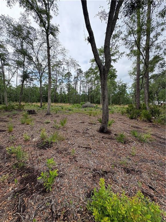 0 Piney Bluff Road Waverly, GA 31565 - Photo 10 of 26 Interior View of Lot