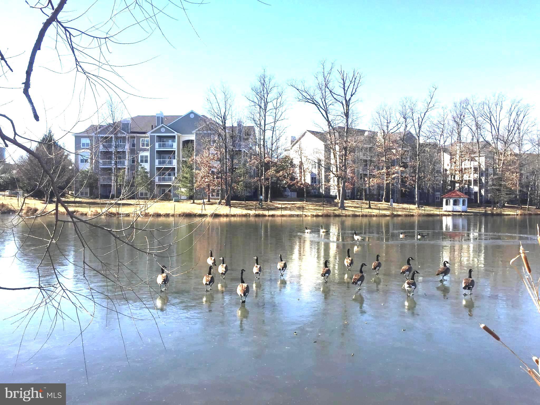 1705 Lake Shore Crest Drive, Unit 23 Reston, VA 20190 - Photo 3 of 45 a view of lake with a house in the background