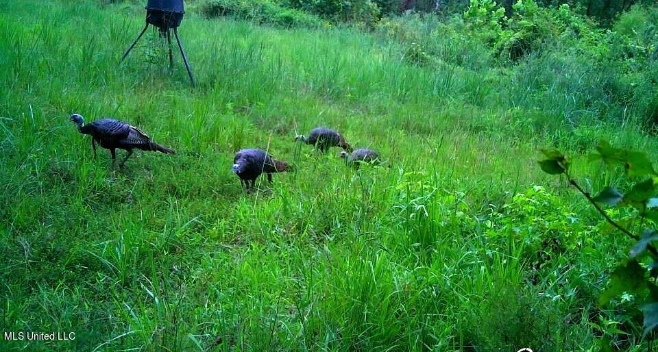 4655 Paul-Shady Grove Road Scobey, MS 38953 - Photo 27 of 60 thumbnail_Image-1 (2)