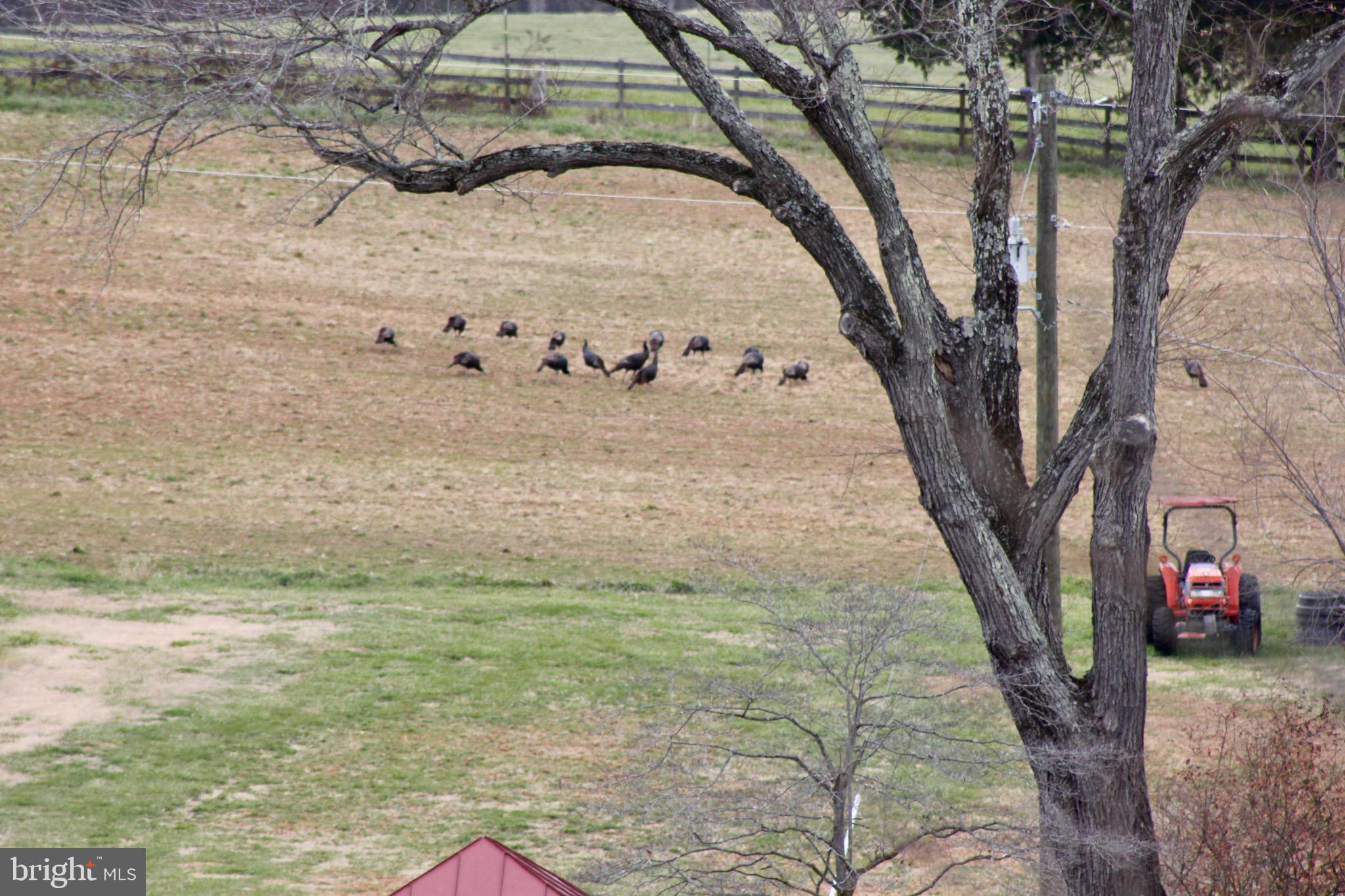 504 Poplar Road Fredericksburg, VA 22406 - Photo 57 of 61 Acreage with plenty of deer and turkeys!