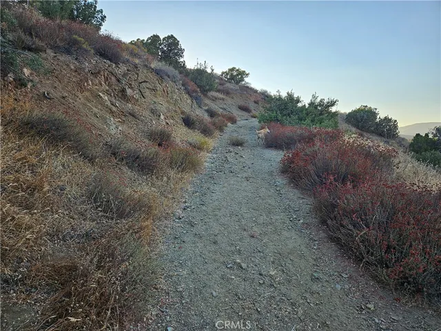 a view of a dry yard with trees