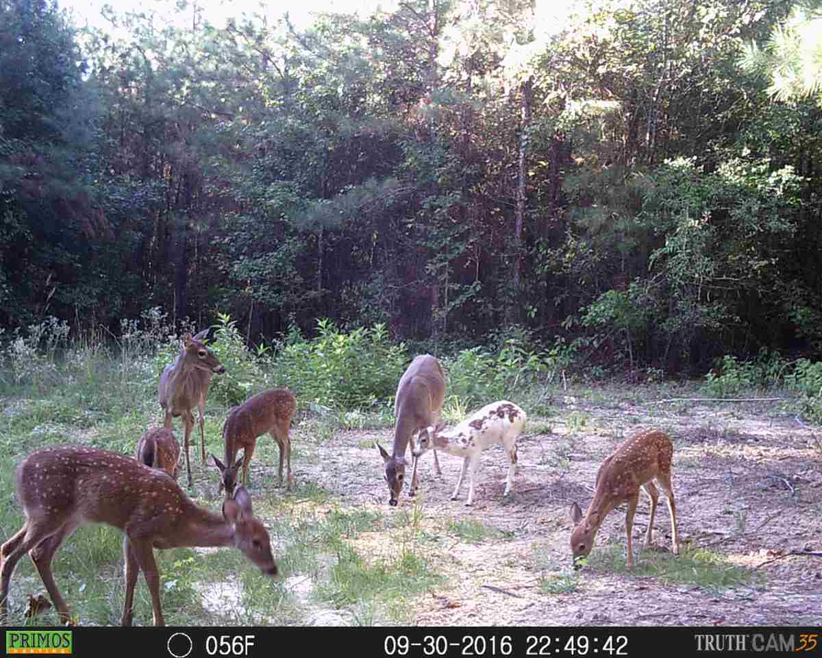 1 Lake Road Pelahatchie, MS 39145 - Photo 3 of 17 Photo 3