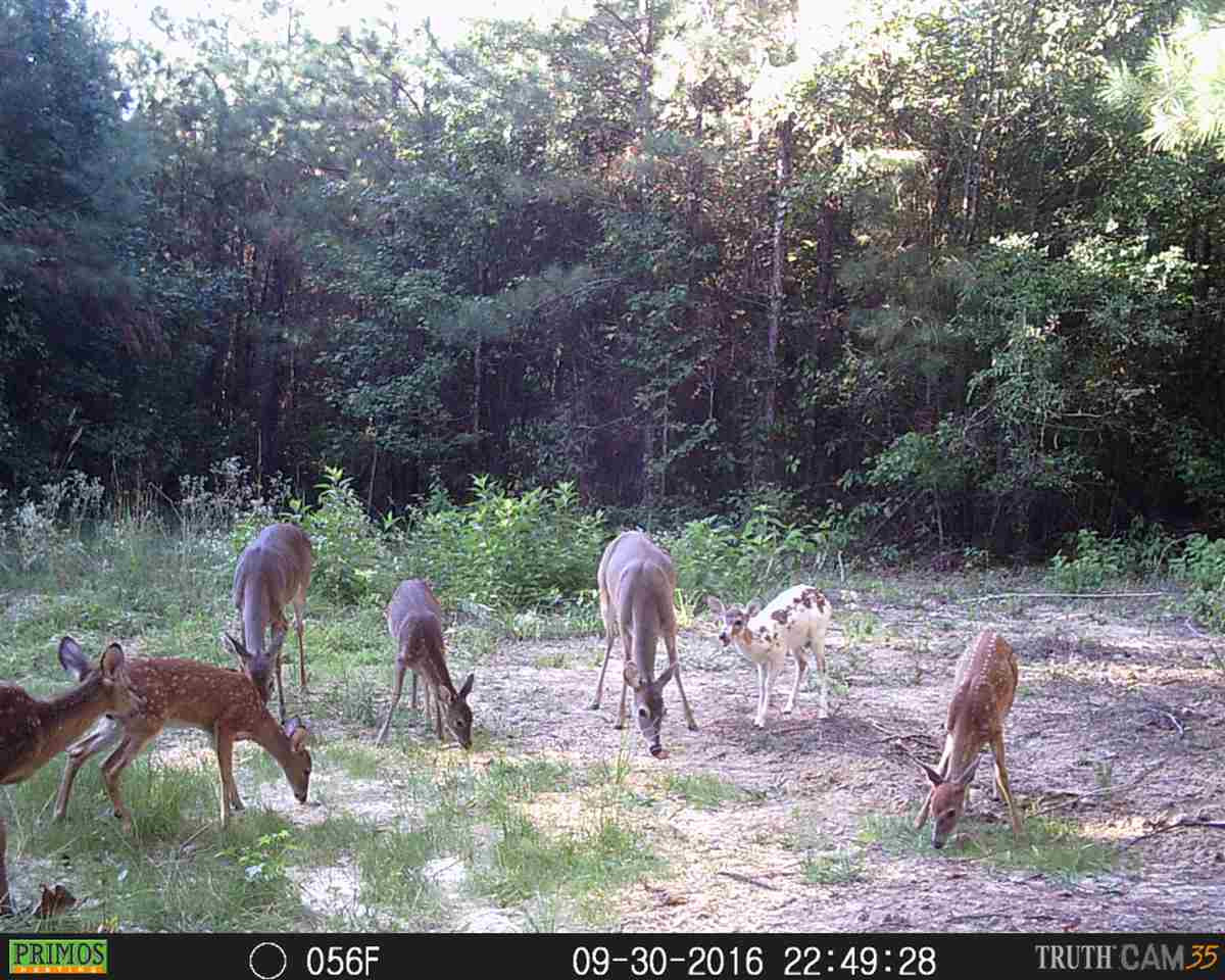 1 Lake Road Pelahatchie, MS 39145 - Photo 4 of 17 Photo 4