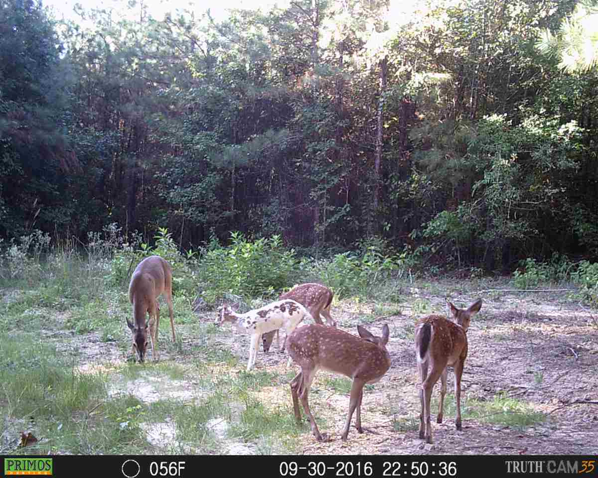 1 Lake Road Pelahatchie, MS 39145 - Photo 5 of 17 Photo 5