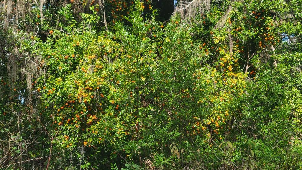 22380 Powell Road Brooksville, FL 34602 - Photo 31 of 45