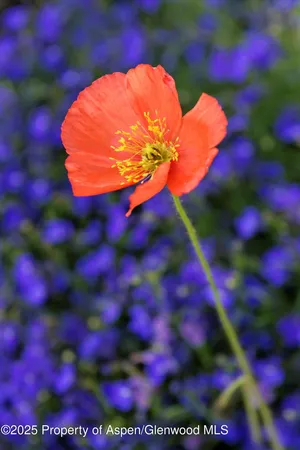 $50,000 | 111 South 6th Street, Aspen, CO 81611