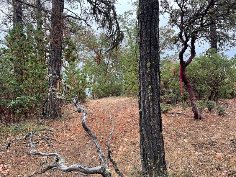 0 Zemke Road Talent, OR 97540 - Photo 1 of 7 Ridge top home site. Trees need to be cleared for panoramic views.