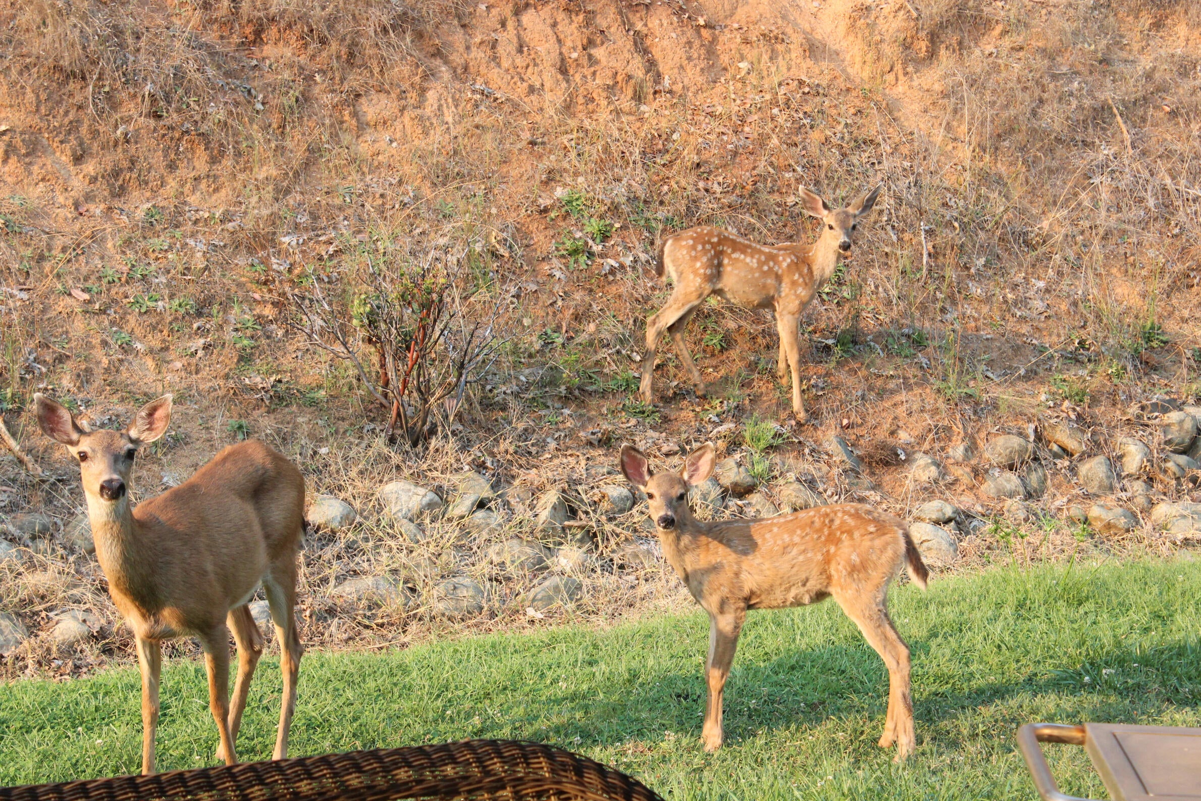 705 Three Pines Road Grants Pass, OR 97526 - Photo 14 of 47 Deer in backyard