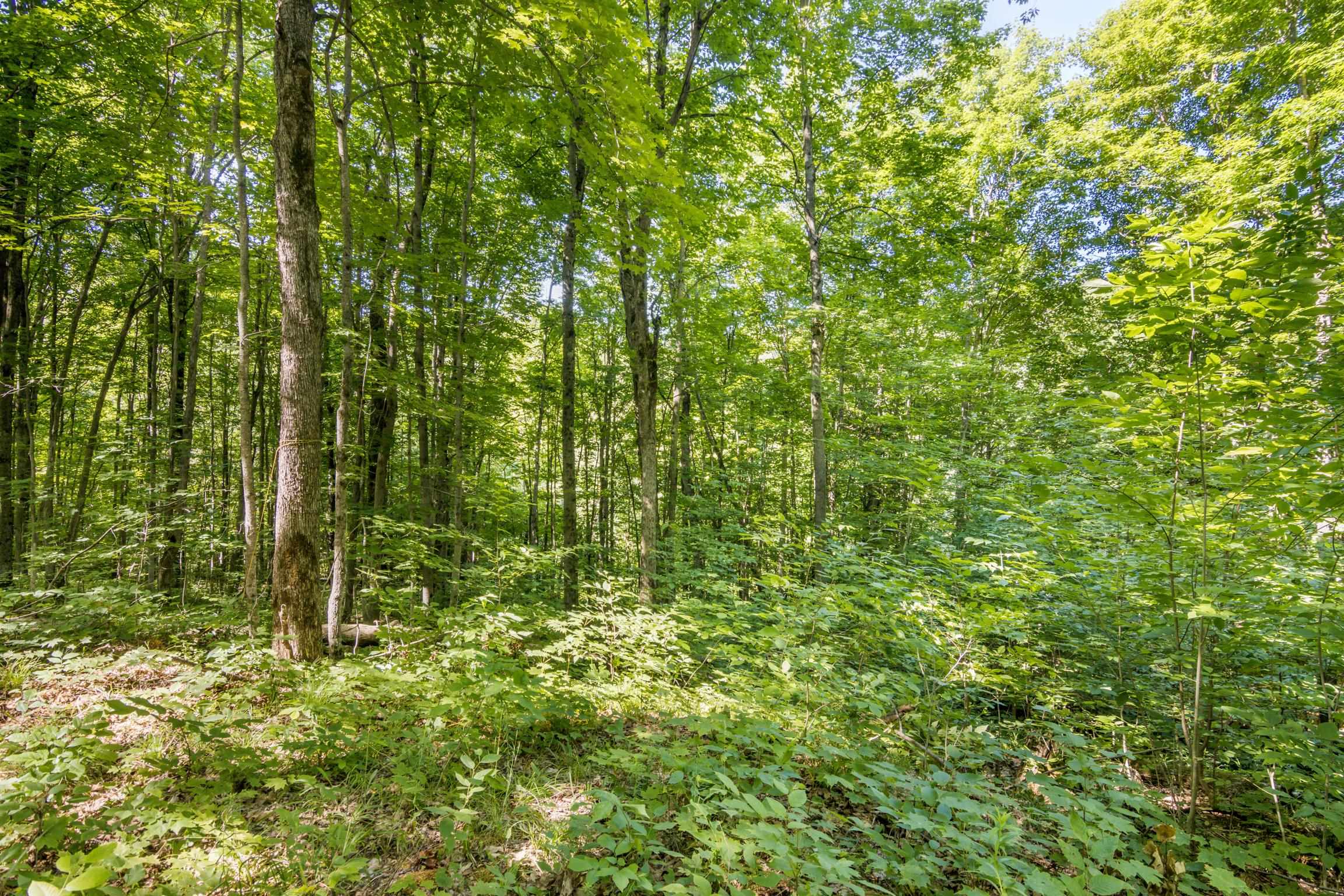 5020 Satterly Lake Road Mancelona, MI 49659 - Photo 39 of 61