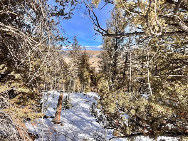 a view of a yard with plants and trees