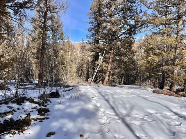 a picture of outdoor space with lots of trees