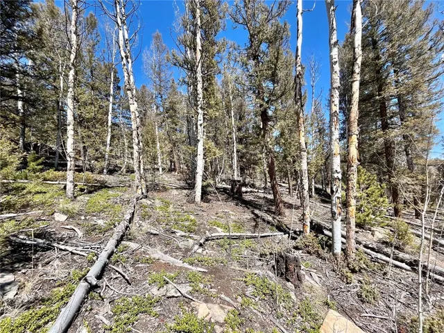 a view of a yard with plants and trees