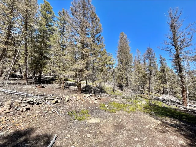 a view of a forest with lots of trees