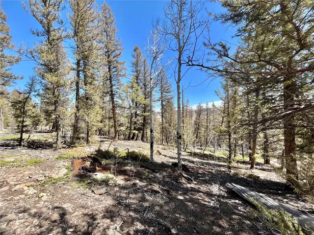 a view of a yard with lots of trees