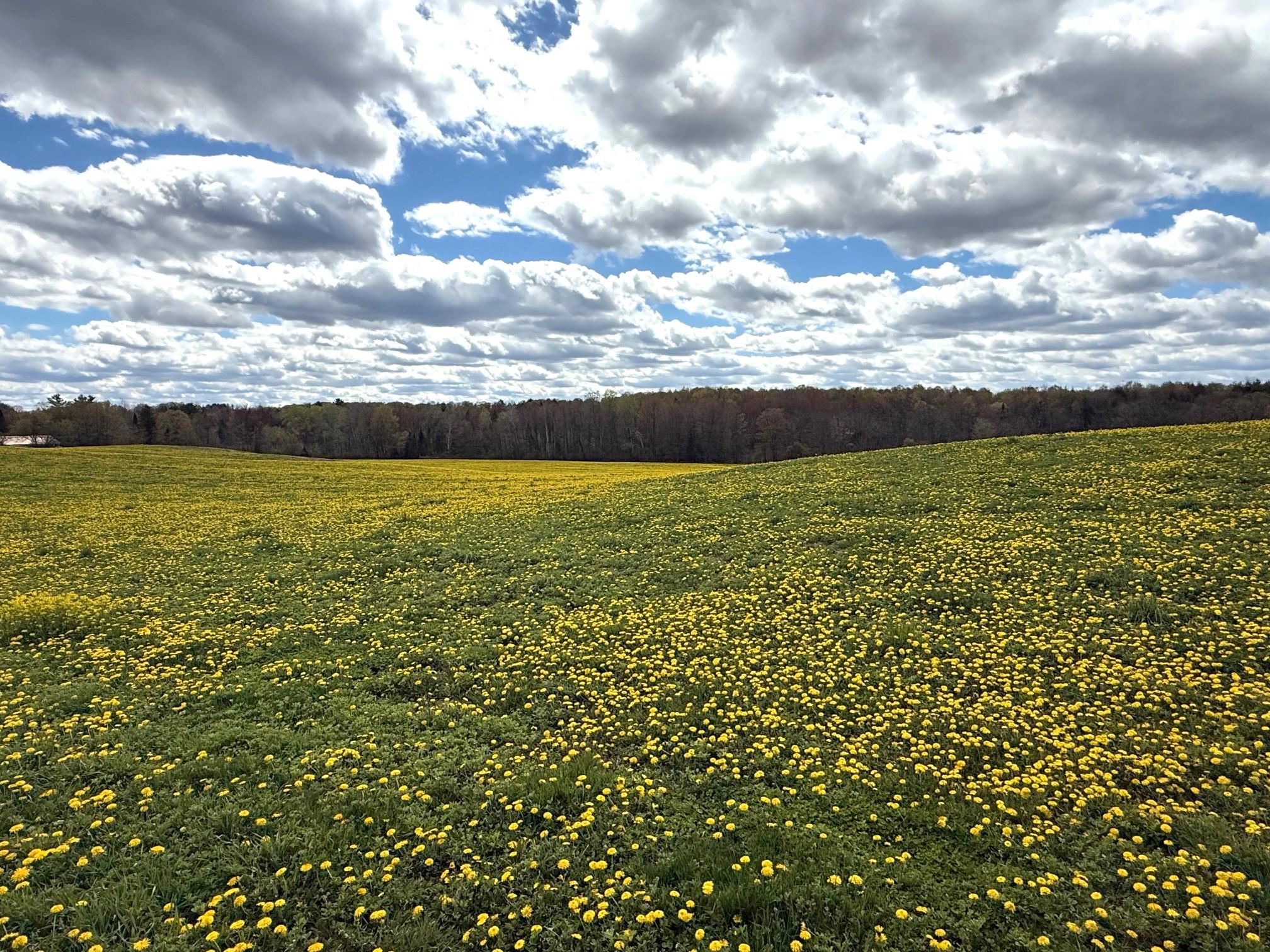 Elm Road Birnamwood, WI 54414 - Photo 1 of 22