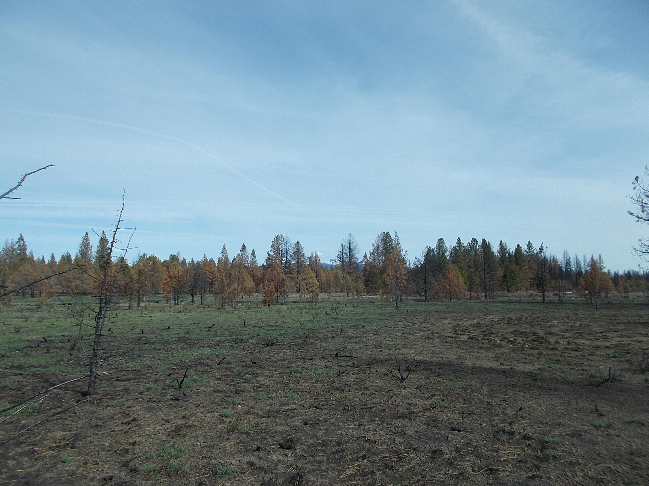 Lot 2100 Bamford Road Bly, OR 97622 - Photo 5 of 12 meadow