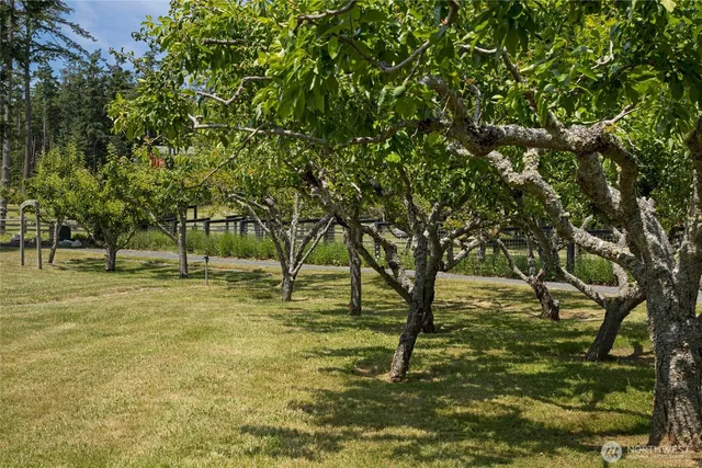 a view of yard with trees