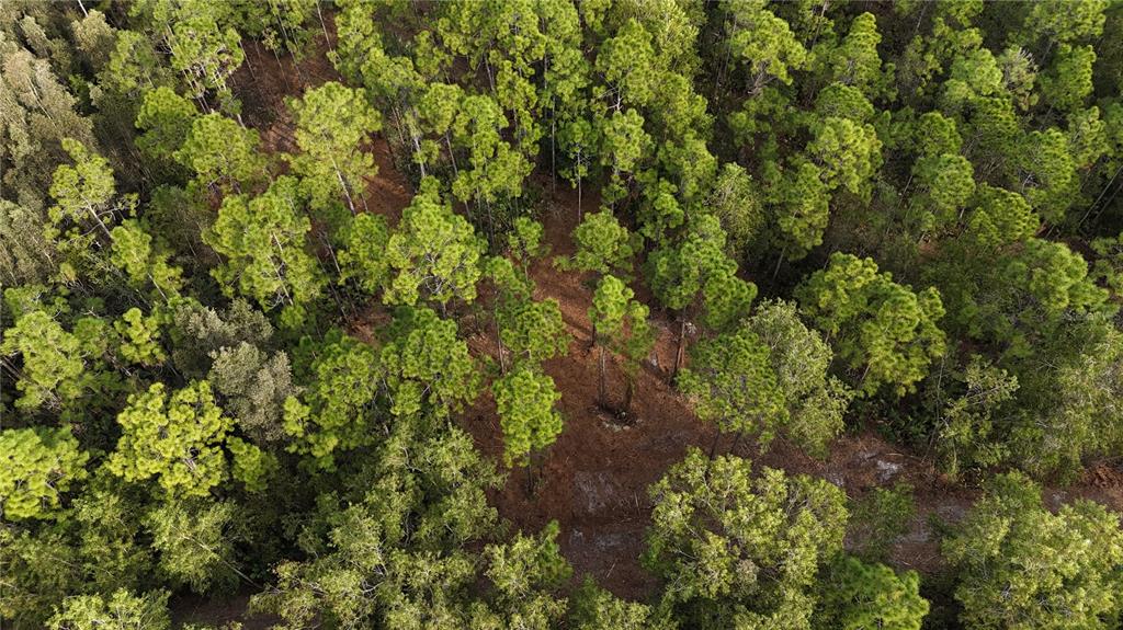 Pantera Lane Naples, FL 34120 - Photo 11 of 49