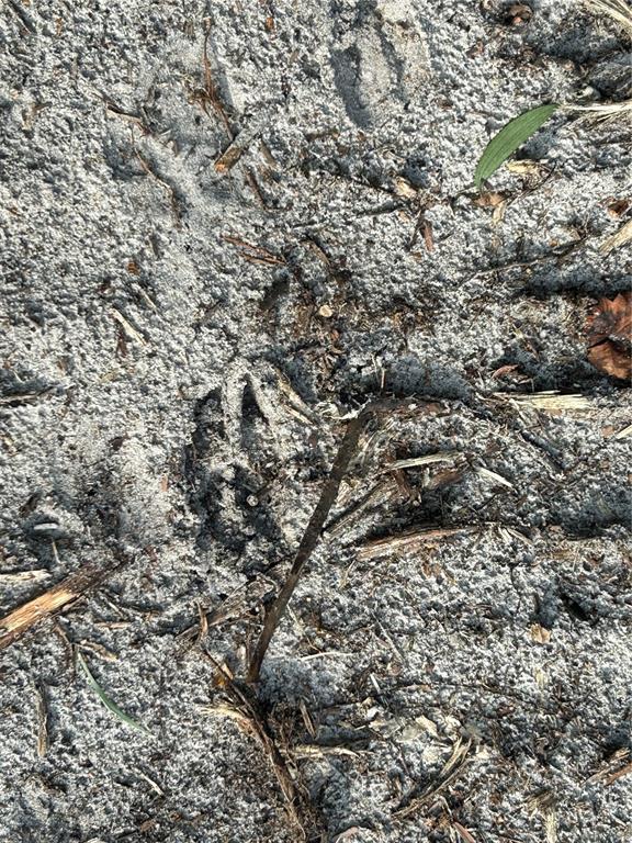 Pantera Lane Naples, FL 34120 - Photo 17 of 49