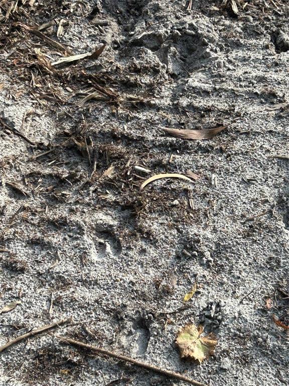 Pantera Lane Naples, FL 34120 - Photo 18 of 49