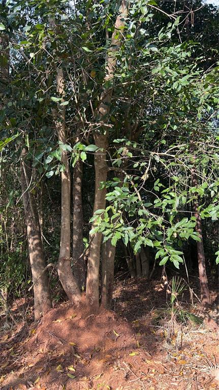 Pantera Lane Naples, FL 34120 - Photo 33 of 49