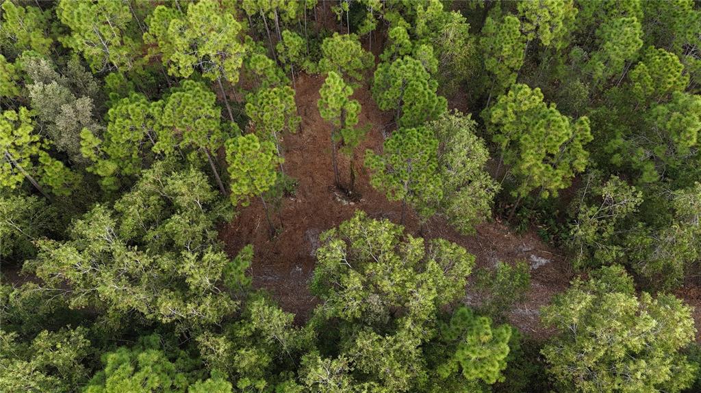 Pantera Lane Naples, FL 34120 - Photo 10 of 49