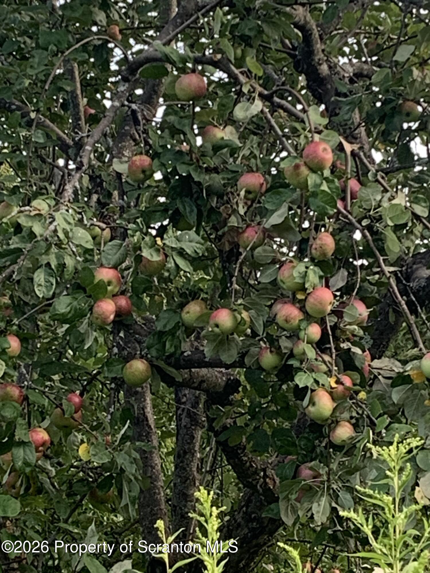915 Sugar Hollow Road Tunkhannock, PA 18657 - Photo 35 of 48 a picture of tree