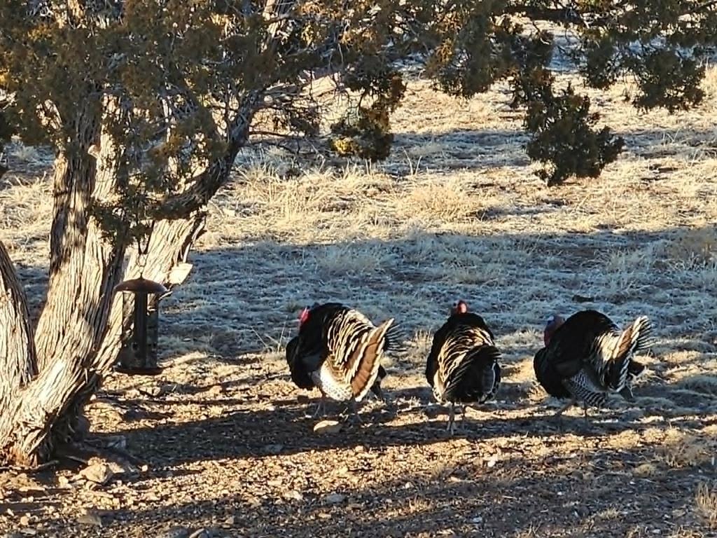 801 Turkey Rdg Road East Walsenburg, CO 81089 - Photo 40 of 58