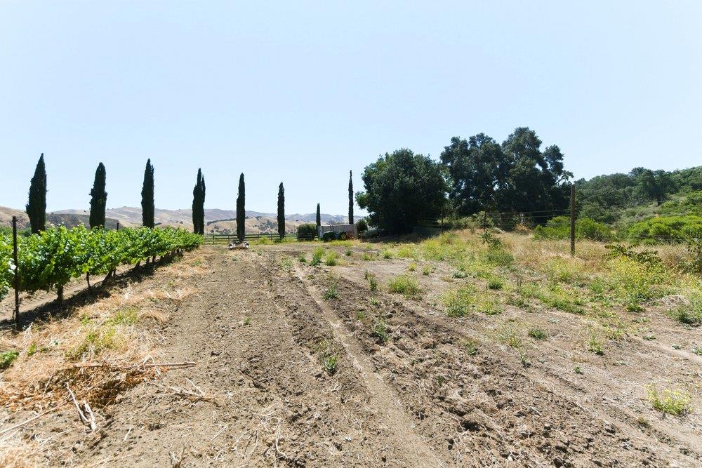 24.5-acres Cienega Road Paicines, CA 95043 - Photo 20 of 38