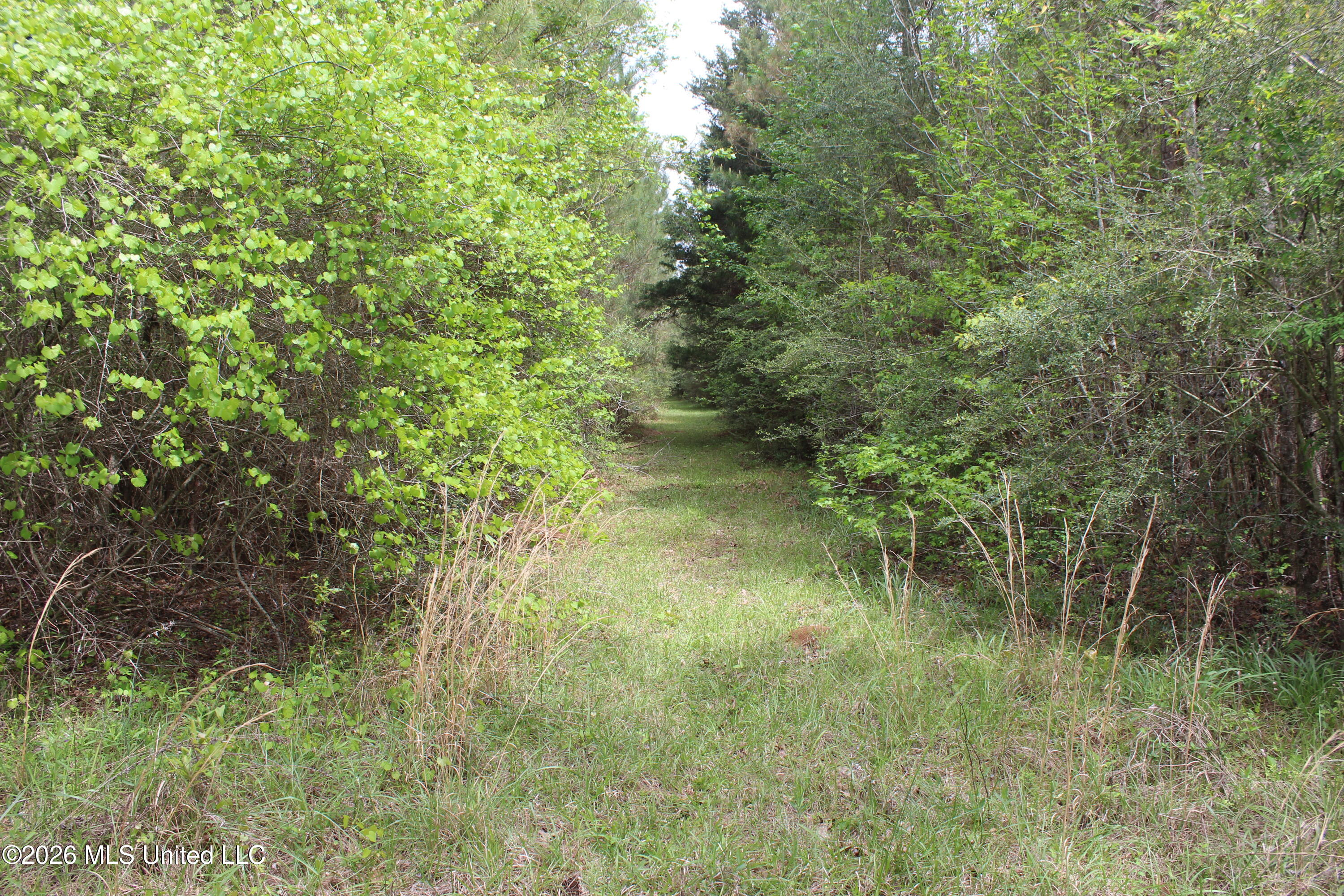 Charlie Boyd Road Jayess, MS 39641 - Photo 11 of 15 14 ac Charlie Boyd Rd (10)