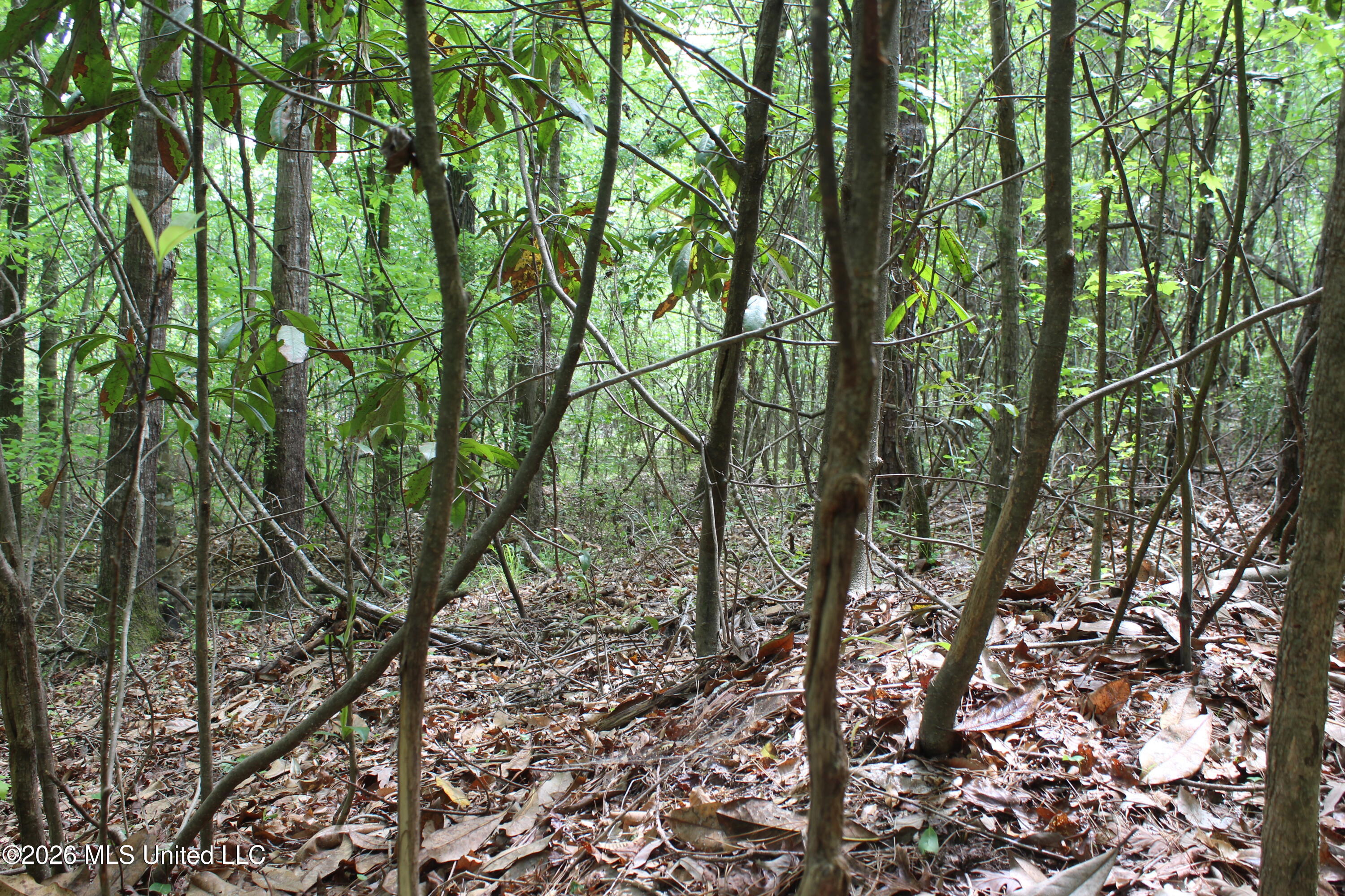 Charlie Boyd Road Jayess, MS 39641 - Photo 12 of 15 14 ac Charlie Boyd Rd (11)