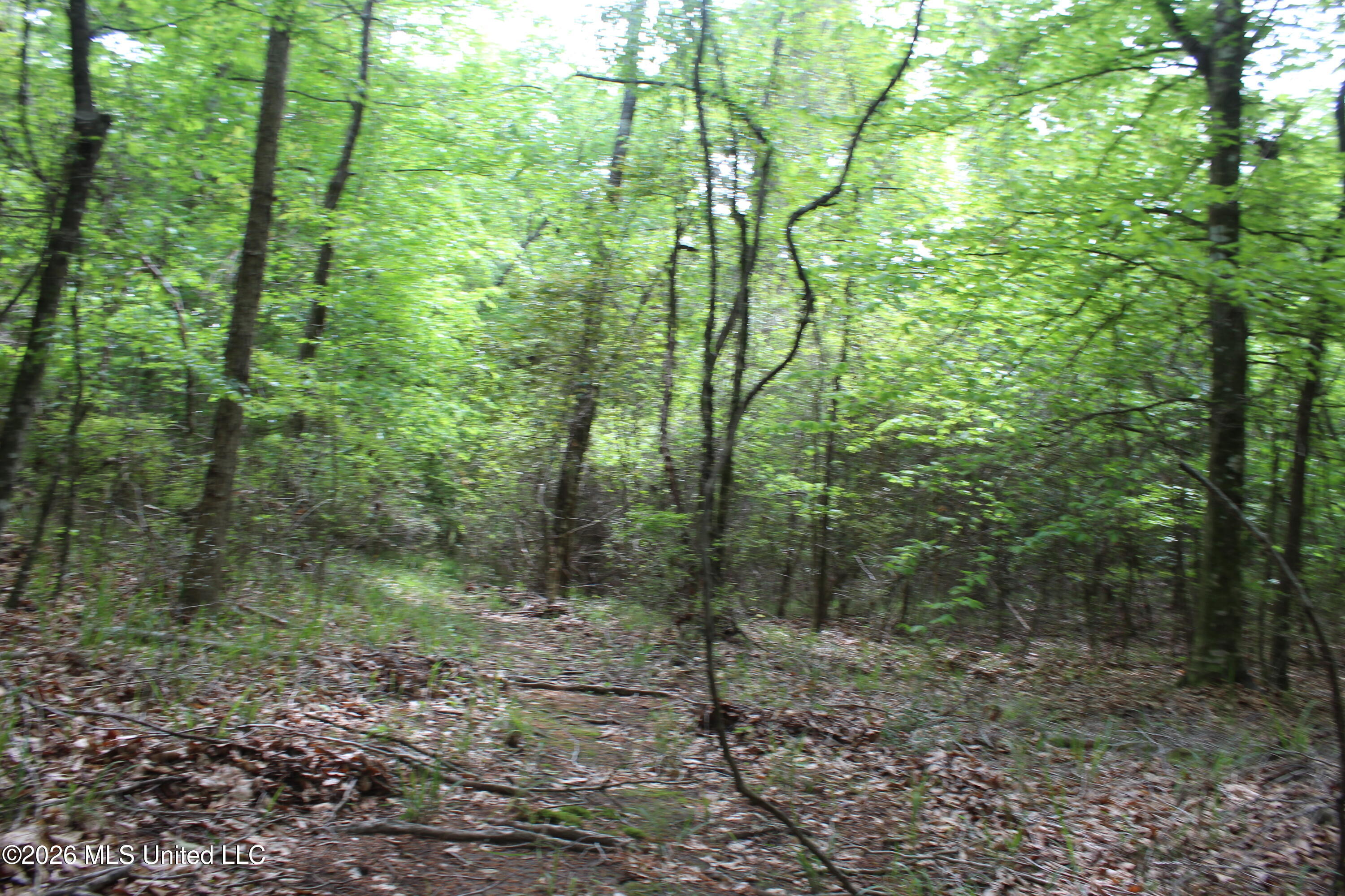 Charlie Boyd Road Jayess, MS 39641 - Photo 14 of 15 14 ac Charlie Boyd Rd (13)